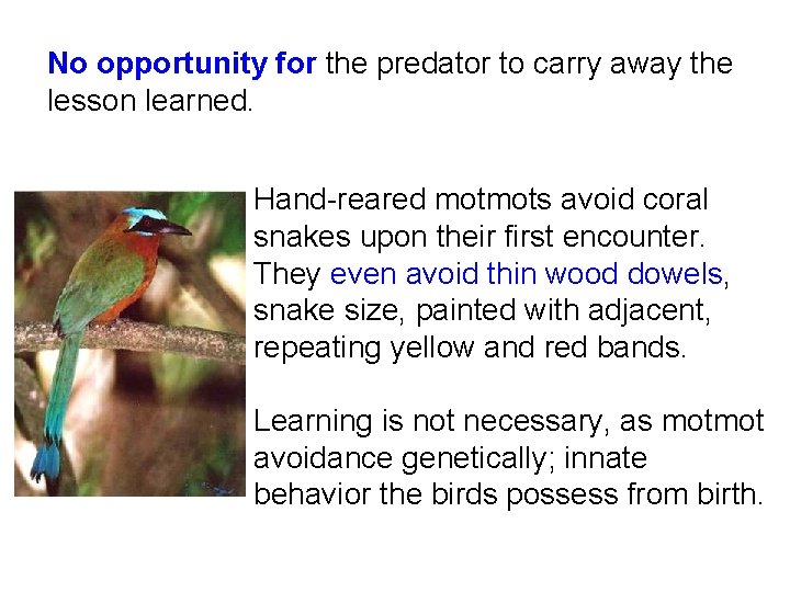 No opportunity for the predator to carry away the lesson learned. Hand-reared motmots avoid