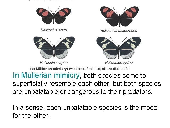 In Müllerian mimicry, both species come to superficially resemble each other, but both species