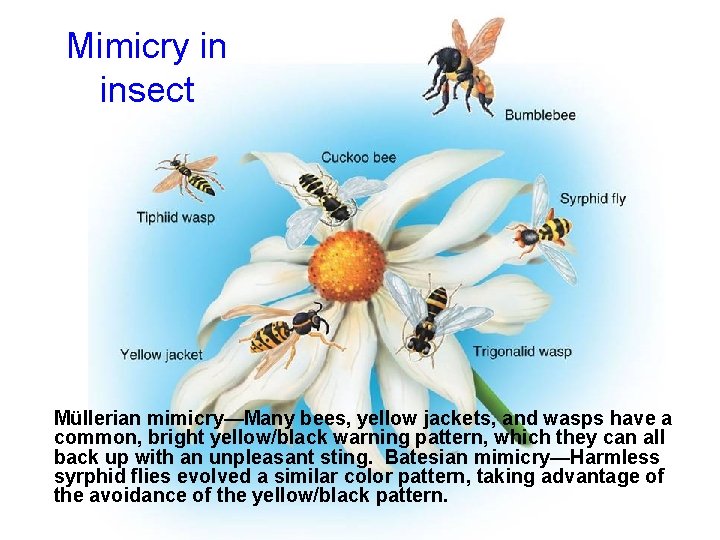 Mimicry in insect Müllerian mimicry—Many bees, yellow jackets, and wasps have a common, bright