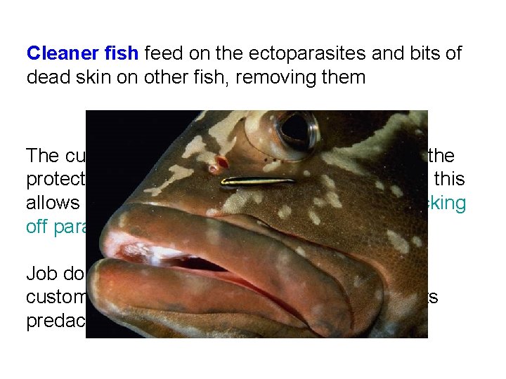 Cleaner fish feed on the ectoparasites and bits of dead skin on other fish,