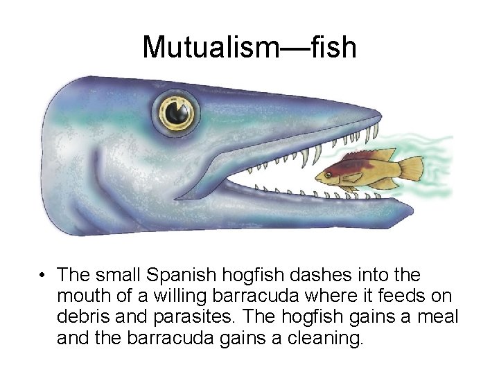 Mutualism—fish • The small Spanish hogfish dashes into the mouth of a willing barracuda