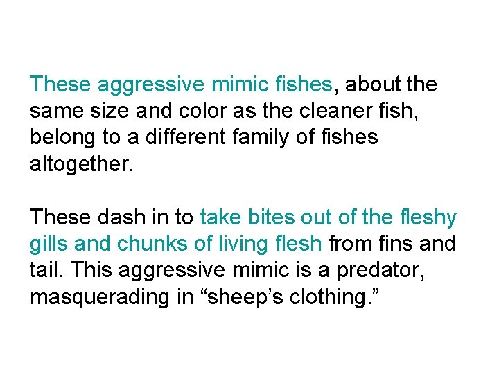 These aggressive mimic fishes, about the same size and color as the cleaner fish,