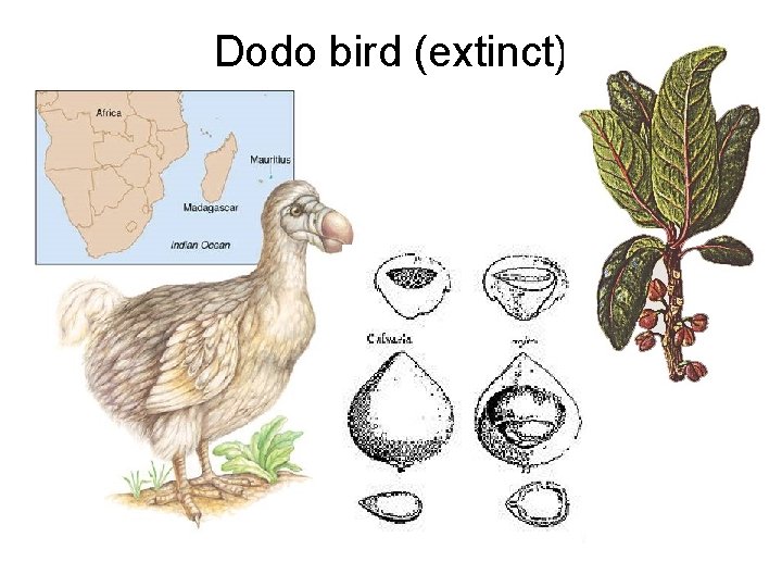 Dodo bird (extinct) 