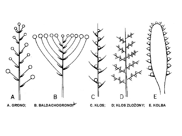 A. GRONO; B. BALDACHOGRONO; C. KŁOS; D; KŁOS ZŁOŻONY; E. KOLBA 