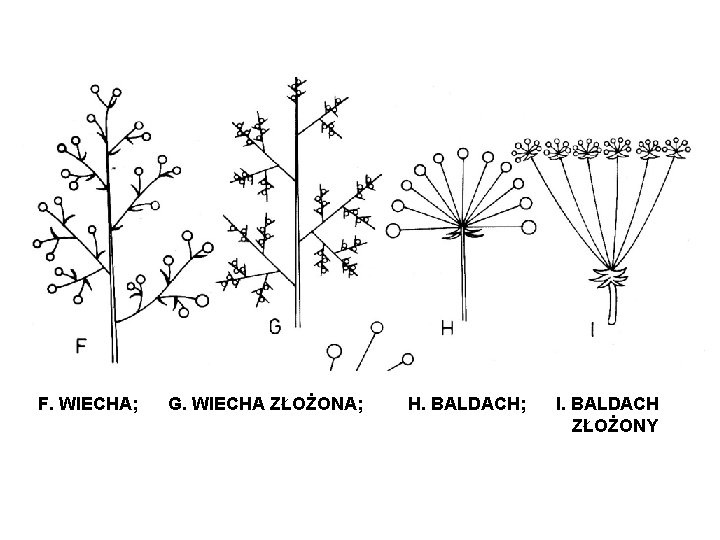 F. WIECHA; G. WIECHA ZŁOŻONA; H. BALDACH; I. BALDACH ZŁOŻONY 