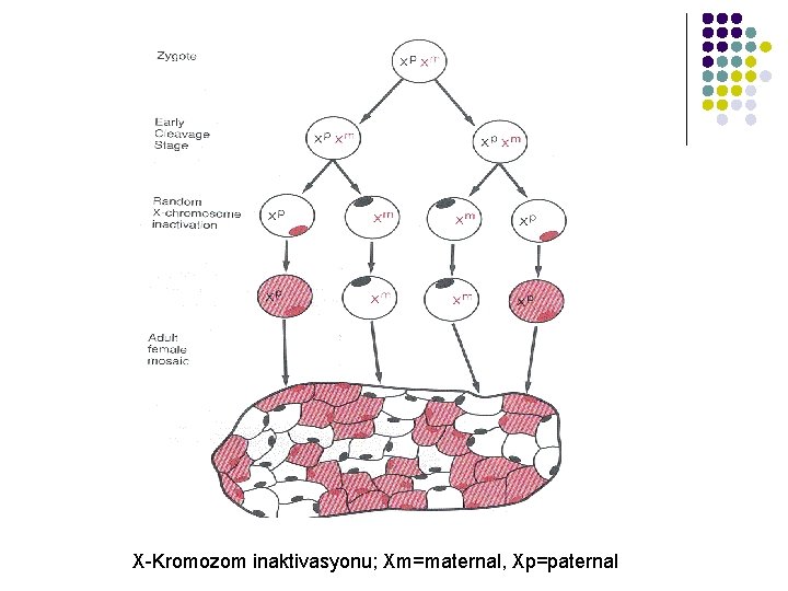 X-Kromozom inaktivasyonu; Xm=maternal, Xp=paternal 