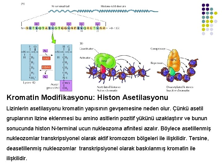 Kromatin Modifikasyonu: Histon Asetilasyonu Lizinlerin asetilasyonu kromatin yapısının gevşemesine neden olur. Çünkü asetil gruplarının