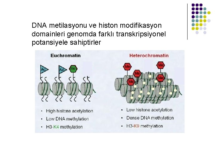 DNA metilasyonu ve histon modifikasyon domainleri genomda farklı transkripsiyonel potansiyele sahiptirler 