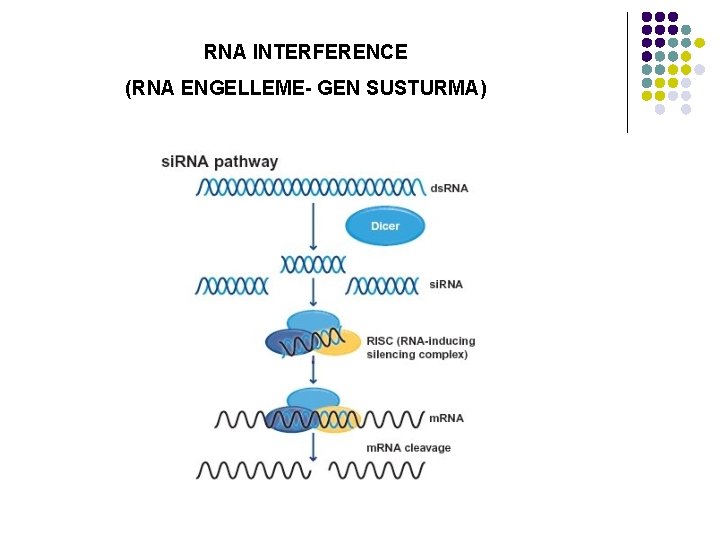 RNA INTERFERENCE (RNA ENGELLEME- GEN SUSTURMA) 