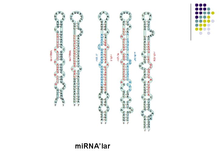 mi. RNA’lar 