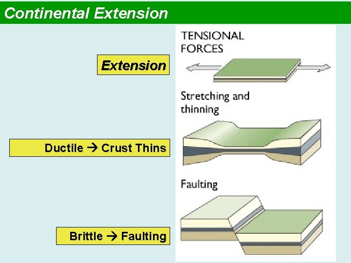 Continental Extension Ductile Crust Thins Brittle Faulting 