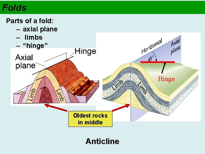 Folds Parts of a fold: – axial plane – limbs – “hinge” Hinge Oldest