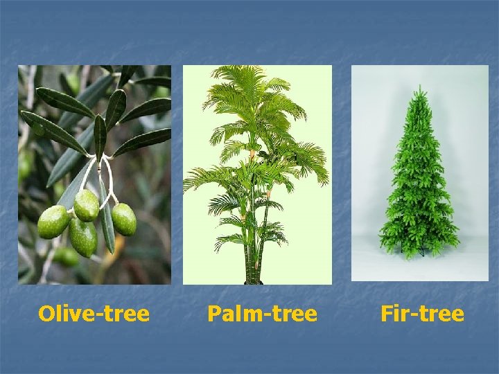 Olive-tree Palm-tree Fir-tree 
