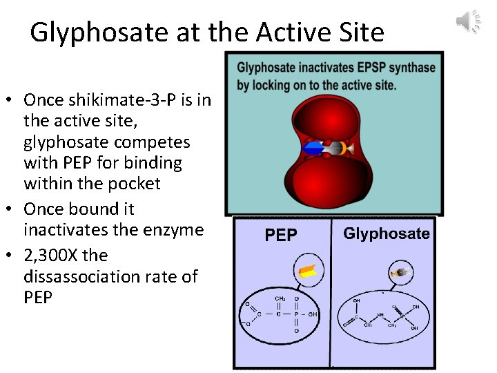 Glyphosate at the Active Site • Once shikimate-3 -P is in the active site,