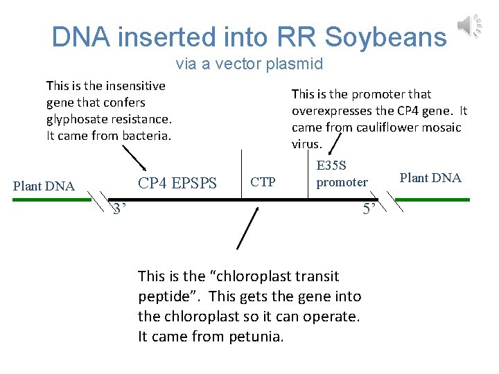 DNA inserted into RR Soybeans via a vector plasmid This is the insensitive gene