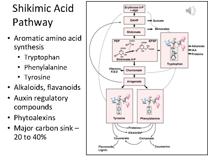 Shikimic Acid Pathway • Aromatic amino acid synthesis • Tryptophan • Phenylalanine • Tyrosine