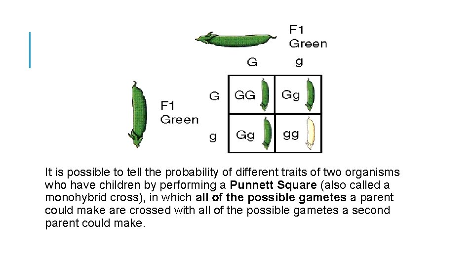 It is possible to tell the probability of different traits of two organisms who