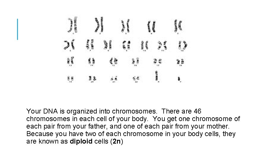 Your DNA is organized into chromosomes. There are 46 chromosomes in each cell of