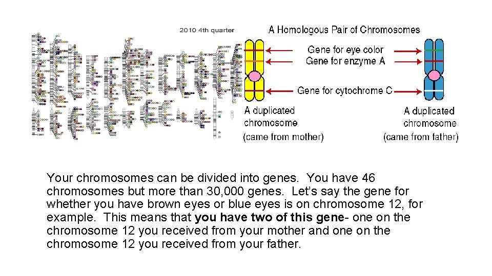 Your chromosomes can be divided into genes. You have 46 chromosomes but more than