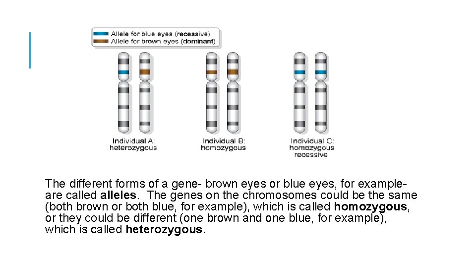 The different forms of a gene- brown eyes or blue eyes, for exampleare called