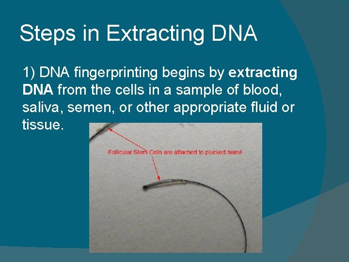 Steps in Extracting DNA 1) DNA fingerprinting begins by extracting DNA from the cells