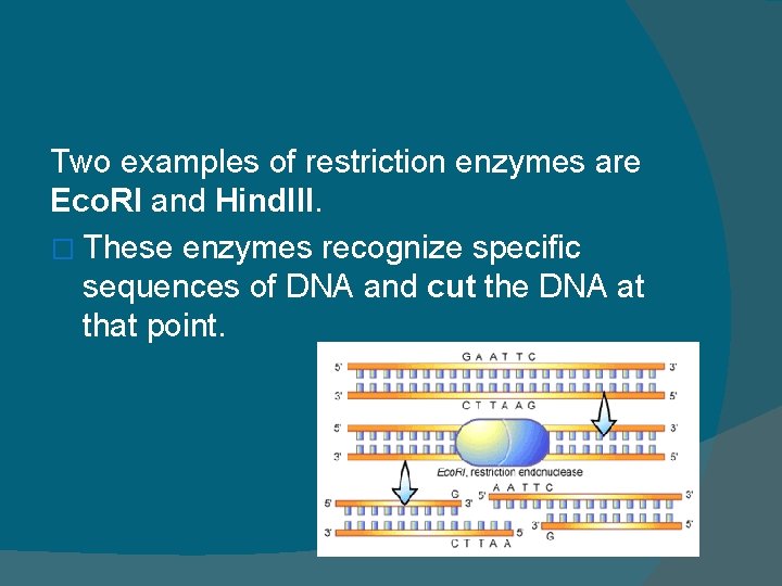 Two examples of restriction enzymes are Eco. RI and Hind. III. � These enzymes