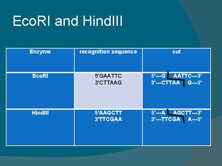 Eco. RI and Hind. III Enzyme recognition sequence cut Eco. RI 5'GAATTC 3'CTTAAG 5'---G