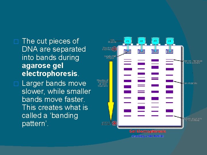 The cut pieces of DNA are separated into bands during agarose gel electrophoresis. �