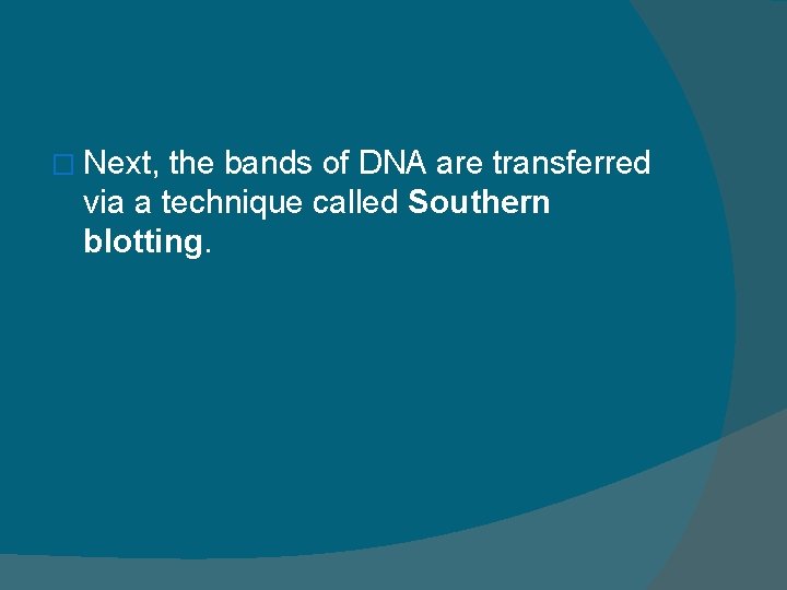 � Next, the bands of DNA are transferred via a technique called Southern blotting.