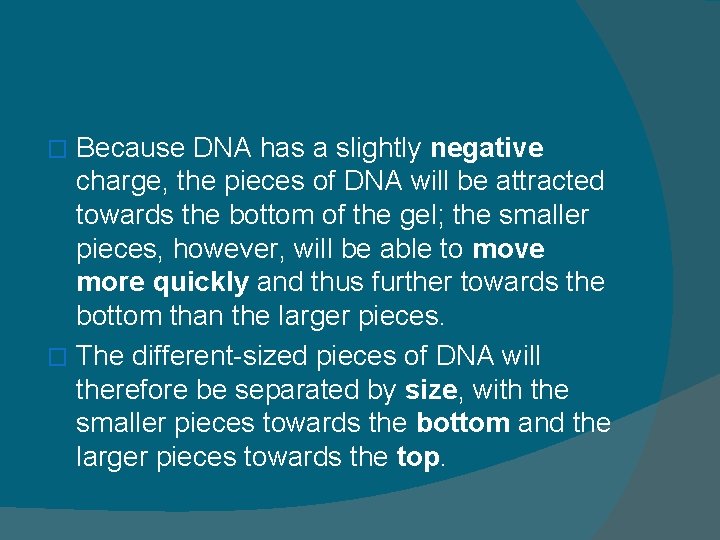 Because DNA has a slightly negative charge, the pieces of DNA will be attracted