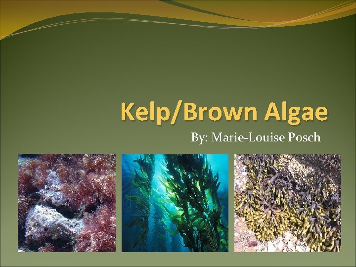 Kelp/Brown Algae By: Marie-Louise Posch 
