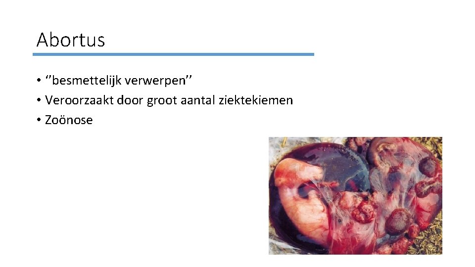 Abortus • ‘’besmettelijk verwerpen’’ • Veroorzaakt door groot aantal ziektekiemen • Zoönose 