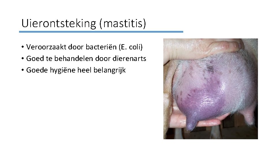 Uierontsteking (mastitis) • Veroorzaakt door bacteriën (E. coli) • Goed te behandelen door dierenarts