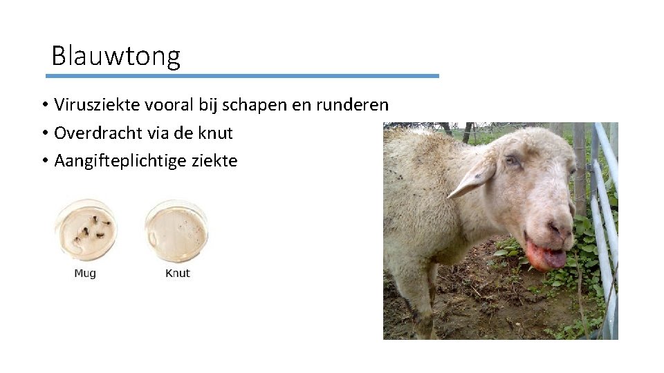 Blauwtong • Virusziekte vooral bij schapen en runderen • Overdracht via de knut •