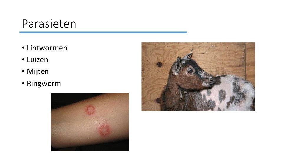 Parasieten • Lintwormen • Luizen • Mijten • Ringworm 