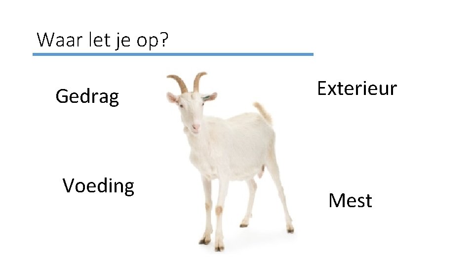 Waar let je op? Gedrag Voeding Exterieur Mest 