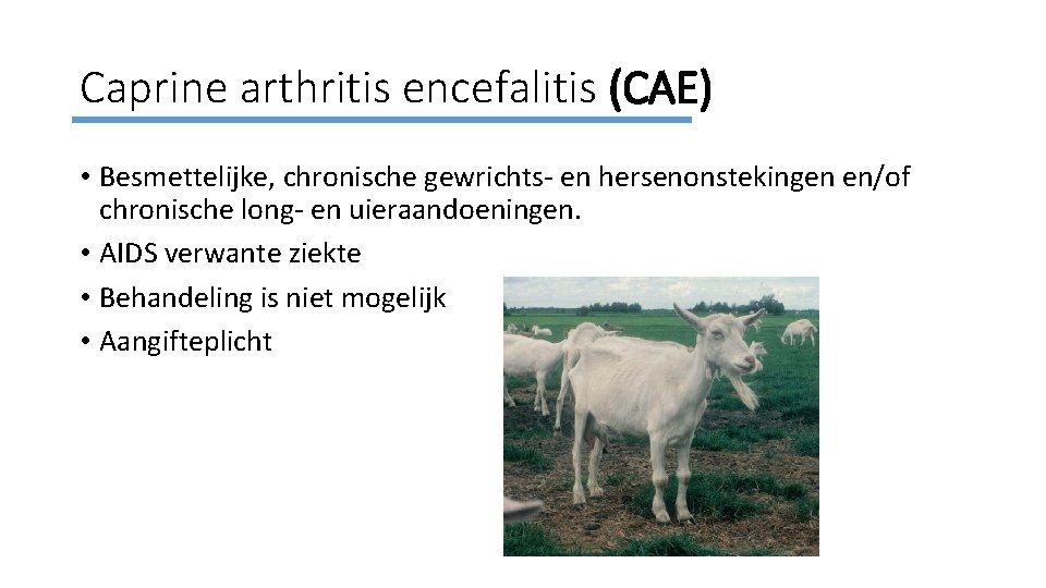 Caprine arthritis encefalitis (CAE) • Besmettelijke, chronische gewrichts- en hersenonstekingen en/of chronische long- en