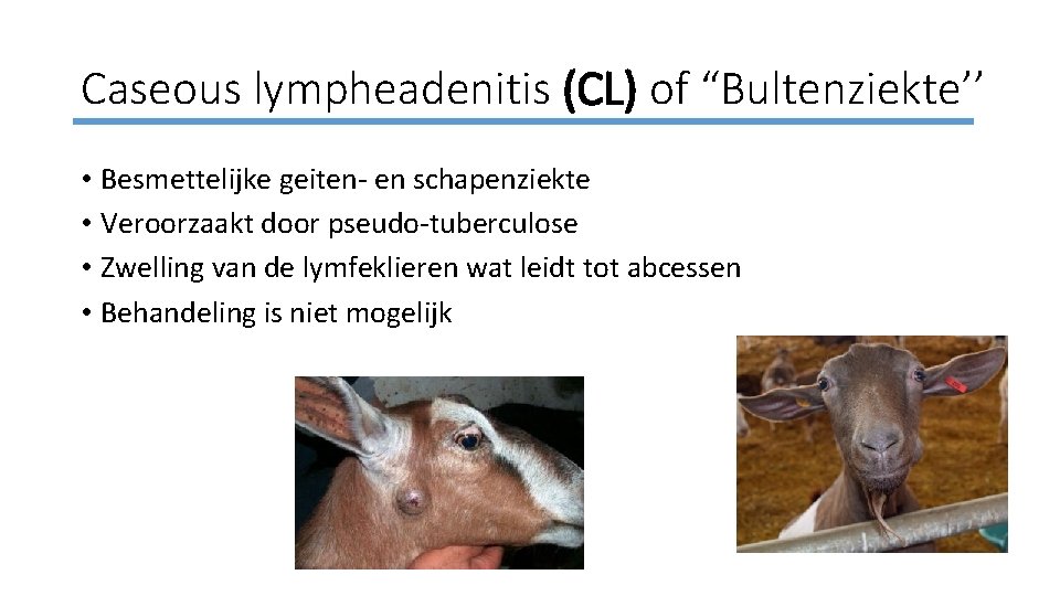 Caseous lympheadenitis (CL) of “Bultenziekte’’ • Besmettelijke geiten- en schapenziekte • Veroorzaakt door pseudo-tuberculose