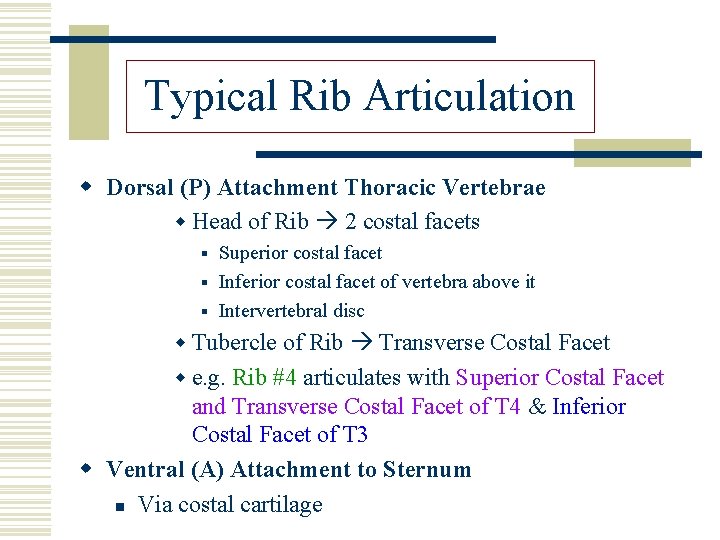 Typical Rib Articulation w Dorsal (P) Attachment Thoracic Vertebrae w Head of Rib 2