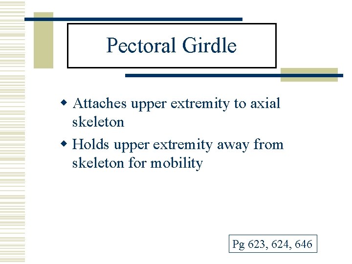 Pectoral Girdle w Attaches upper extremity to axial skeleton w Holds upper extremity away