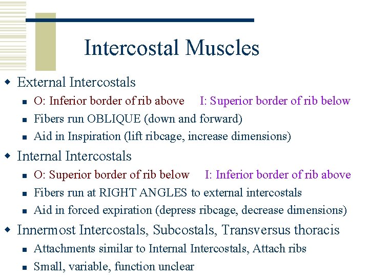 Intercostal Muscles w External Intercostals n n n O: Inferior border of rib above