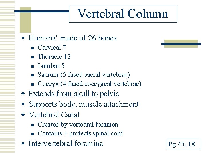 Vertebral Column w Humans’ made of 26 bones n n n Cervical 7 Thoracic