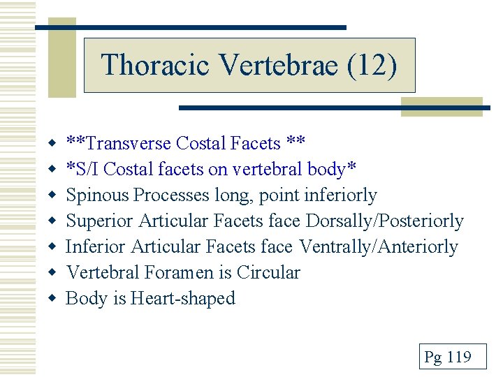 Thoracic Vertebrae (12) w w w w **Transverse Costal Facets ** *S/I Costal facets
