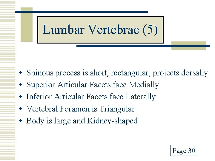 Lumbar Vertebrae (5) w w w Spinous process is short, rectangular, projects dorsally Superior