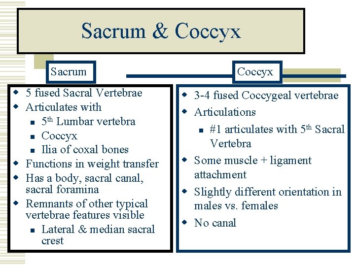 Sacrum & Coccyx Sacrum w 5 fused Sacral Vertebrae w Articulates with th n