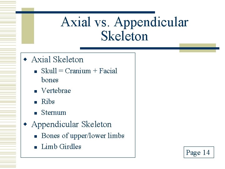 Axial vs. Appendicular Skeleton w Axial Skeleton n n Skull = Cranium + Facial