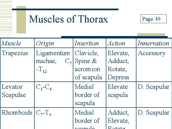 Muscles of Thorax Muscle Trapezius Origin Ligamentum nuchae, C 7 -T 12 Levator Scapulae