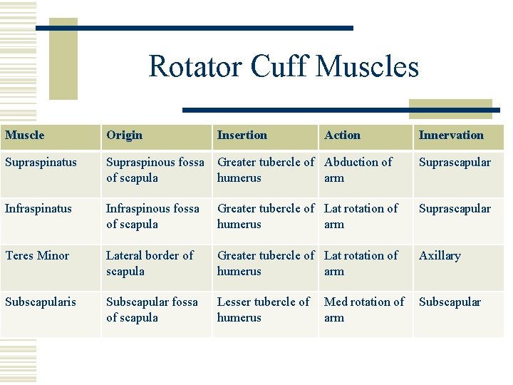 Rotator Cuff Muscles Muscle Origin Insertion Action Supraspinatus Supraspinous fossa of scapula Greater tubercle