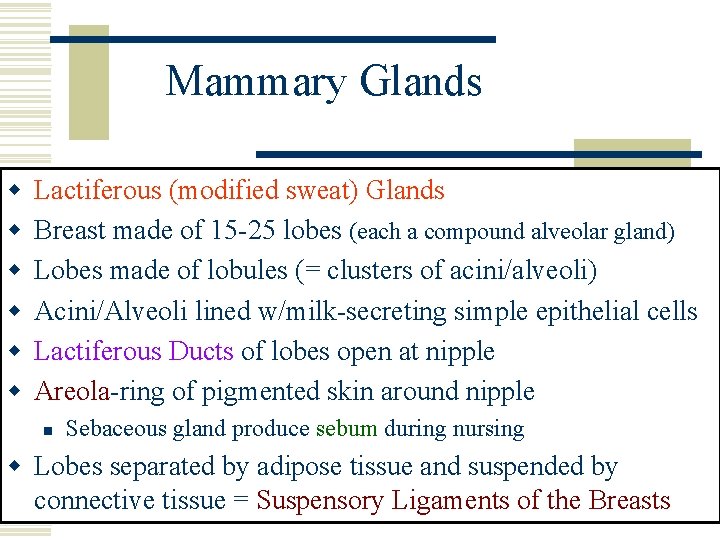 Mammary Glands w w w Lactiferous (modified sweat) Glands Breast made of 15 -25