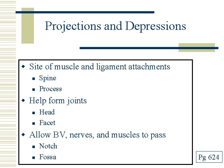 Projections and Depressions w Site of muscle and ligament attachments n n Spine Process